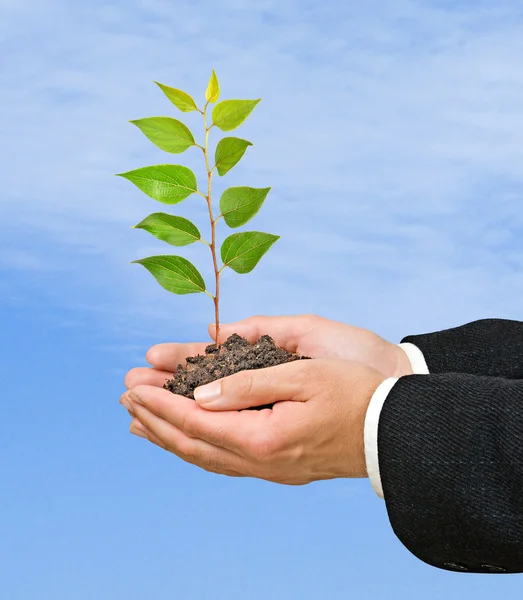 Sapling in hands — Stock Photo, Image