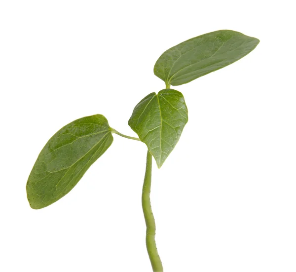 Sapling on white background — Stock Photo, Image