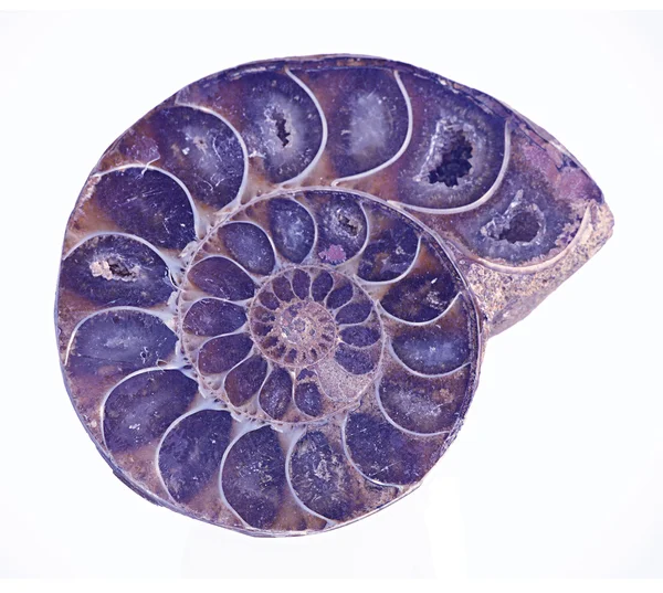 Ammoniteszek fosszilis — Stock Fotó