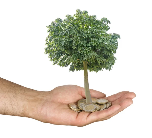 Tree growng från högen av mynt — Stockfoto