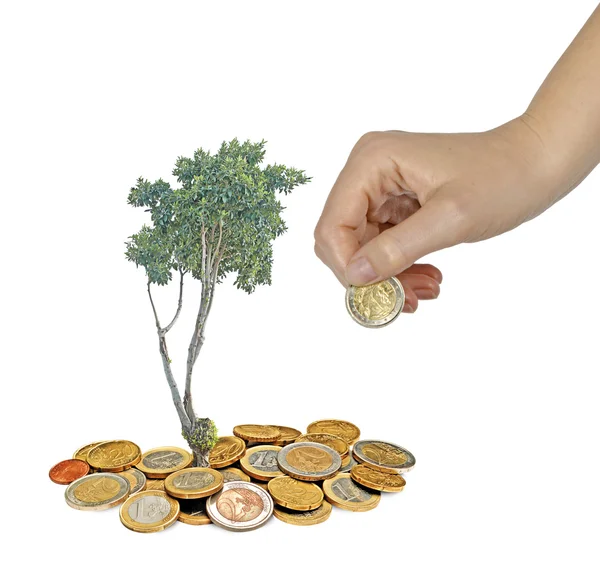 Growng strom z hromady mincí — Stock fotografie
