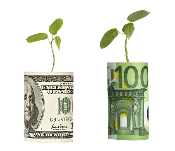 Sapling growing from banknotes — Stock Photo, Image