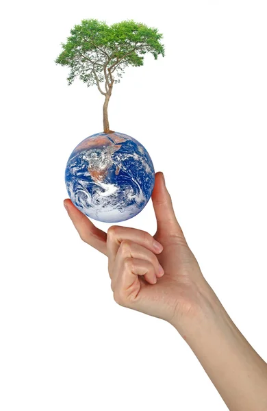 Árbol en la Tierra como símbolo de paz.Elementos de esta imagen furnis —  Fotos de Stock
