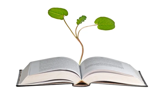 Tree growing from pile of coins — Stock Photo, Image