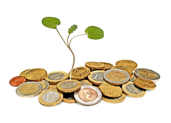 Sapling crescendo a partir de moedas — Fotografia de Stock