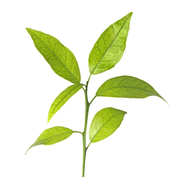 Citrus sapling — Stock Photo, Image