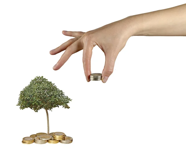 Tree growng från högen av mynt — Stockfoto