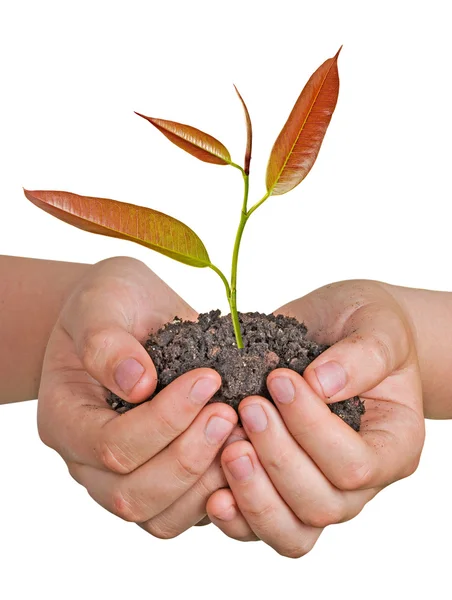 Sapling in hands — Stock Photo, Image