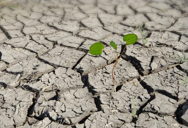 Onvruchtbaar land — Stockfoto