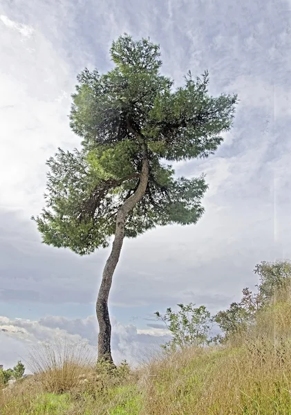 Дерево сосни — стокове фото