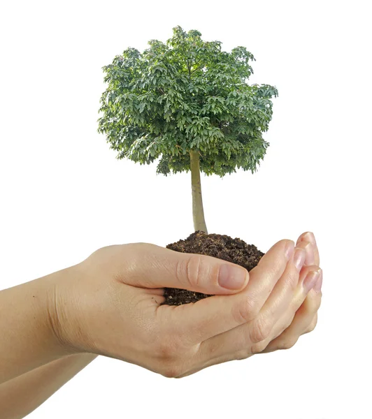 Albero nelle mani — Foto Stock