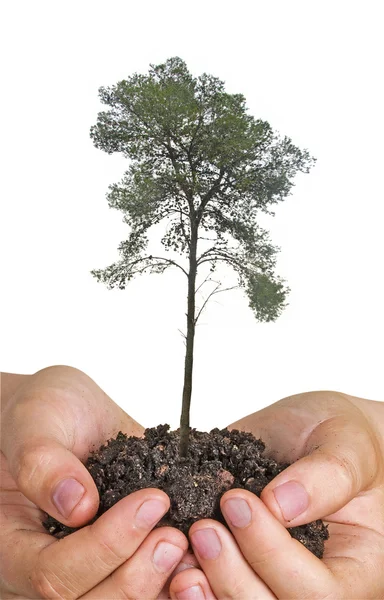 Árvore nas mãos — Fotografia de Stock