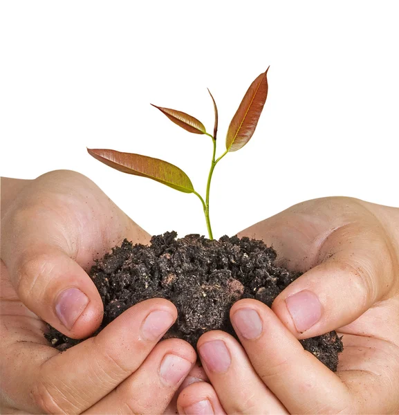 Sapling in hands — Stock Photo, Image