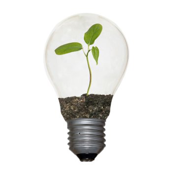 filaman olarak bir bitki ile akkor ampul