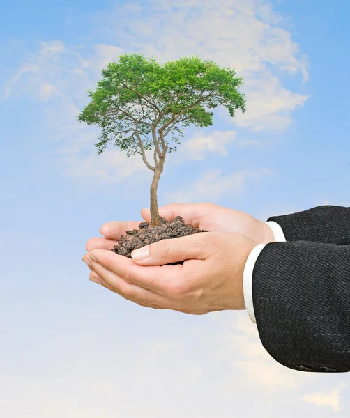 Árbol en las manos — Foto de Stock