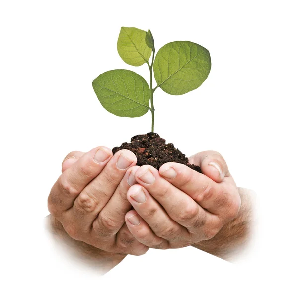 Sapling in hands — Stock Photo, Image