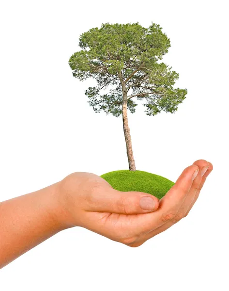 Tree in hand — Stock Photo, Image