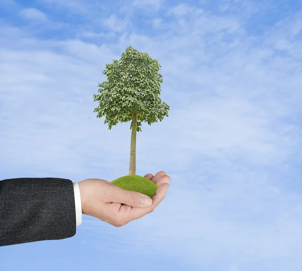 Tree in hands — Stock Photo, Image