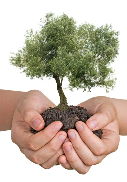 Olivenbaum in Händen als Geschenk — Stockfoto