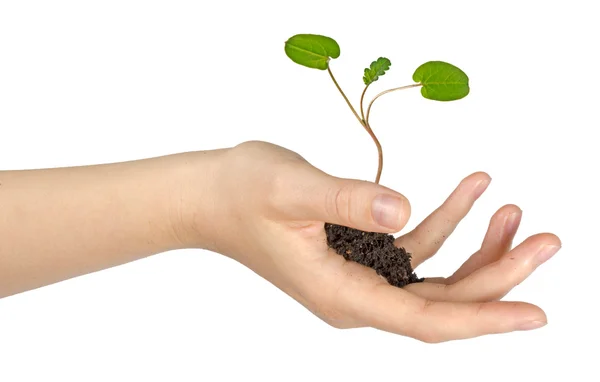 Planta i hand — Stockfoto