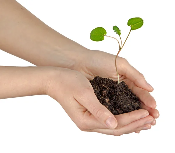 Sapling in hands — Stock Photo, Image