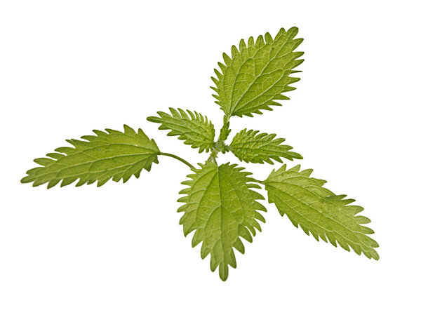 Nettle