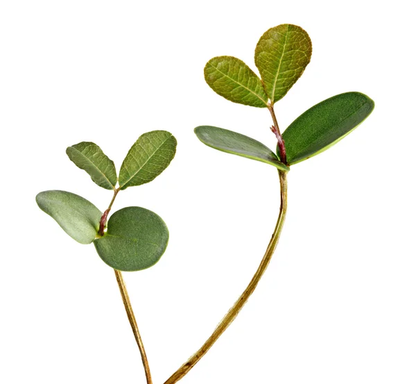 Sapling — Stock Photo, Image