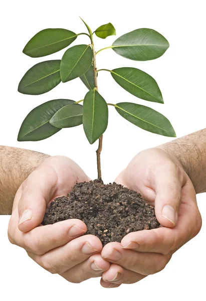 Sapling in hands — Stock Photo, Image