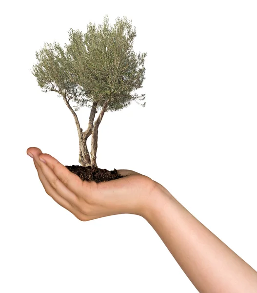 Olive tree in hand as a gift — Stock Photo, Image