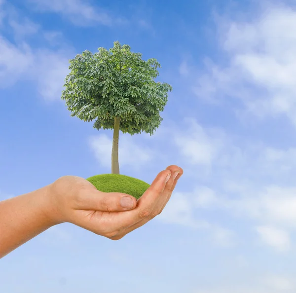 Baum in der Hand — Stockfoto