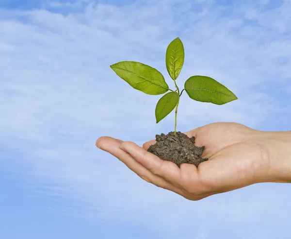 Planta i händer — Stockfoto