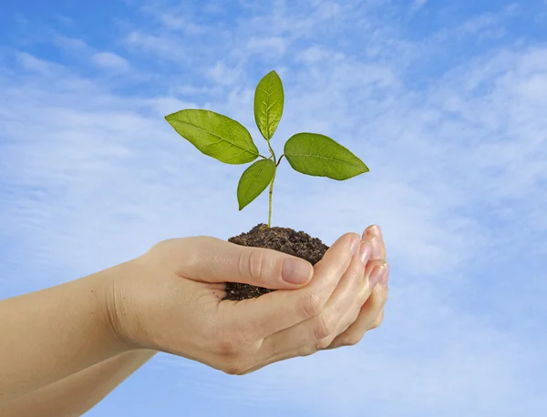 Sapling dans les mains — Photo