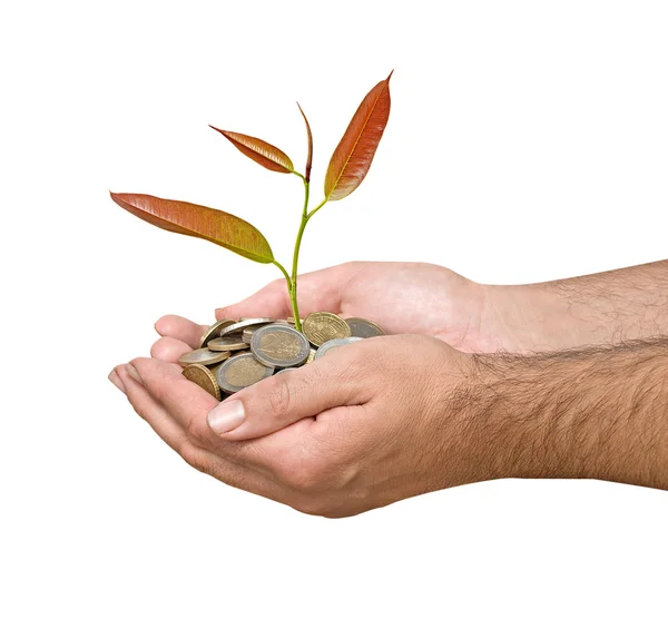 Sapling in hand — Stock Photo, Image