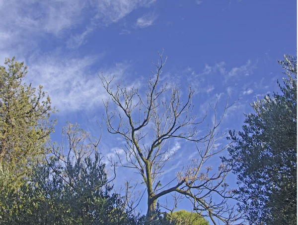 Alberi su sfondo cielo — Foto Stock