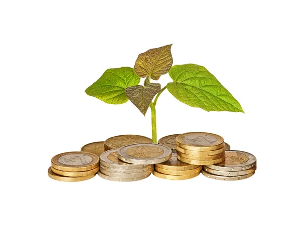 Sapling growing from coins — Stock Photo, Image