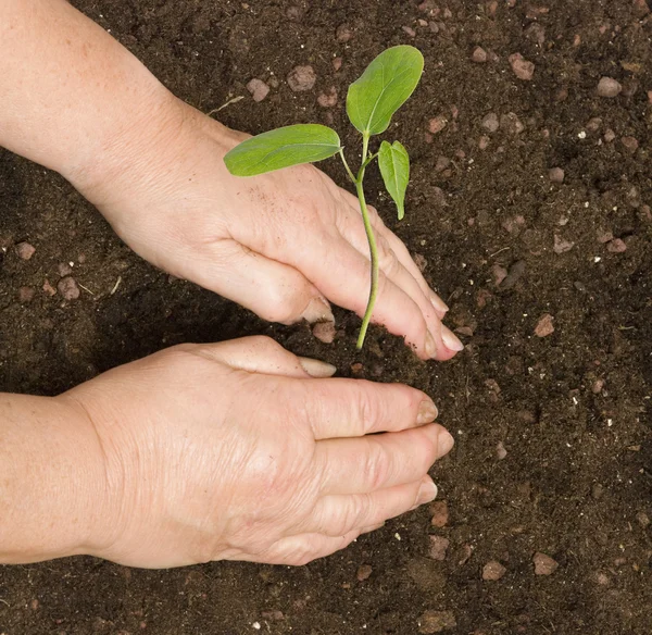 Planting a sapling — Stock Photo, Image