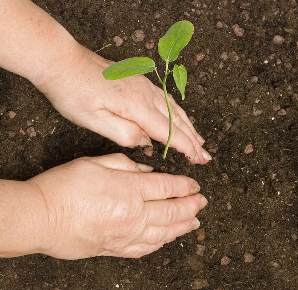 Plantar un retoño — Foto de Stock