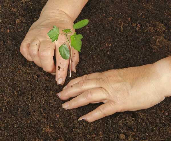 Pflanzung eines Bäumchens — Stockfoto