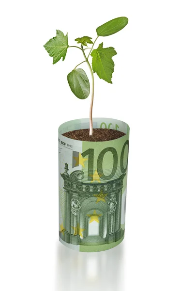 Sapling crescente a partir da factura do euro — Fotografia de Stock