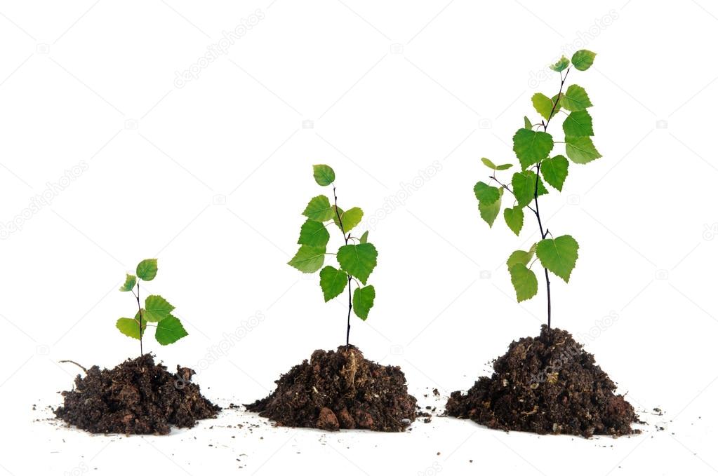 Saplings on white background