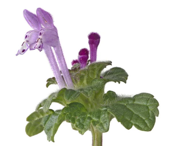 Blomma — Stockfoto