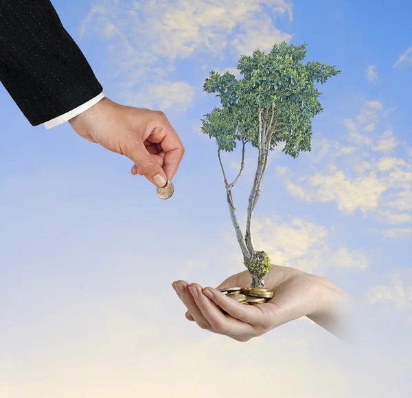 Tree in hand — Stock Photo, Image