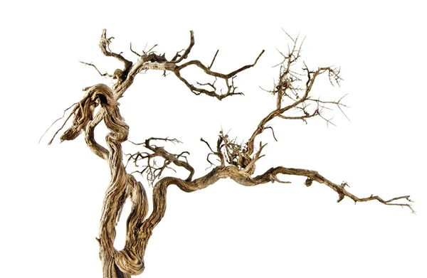 Сухая ветвь — стоковое фото