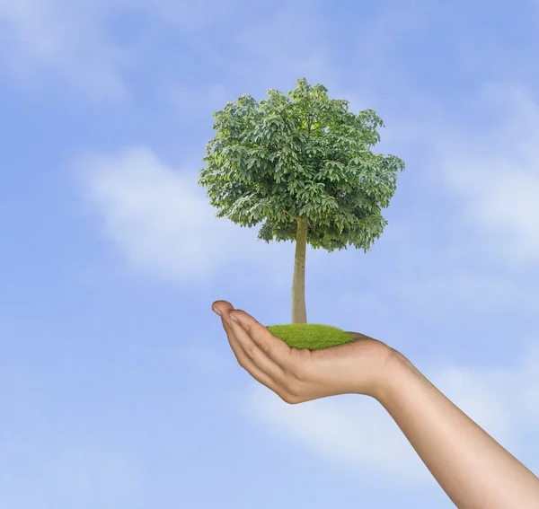 Tree in hands — Stock Photo, Image