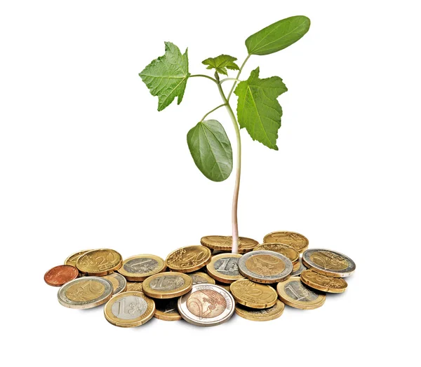 Sapling growing from coins — Stock Photo, Image