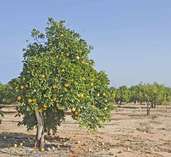 Laranjas na árvore — Fotografia de Stock