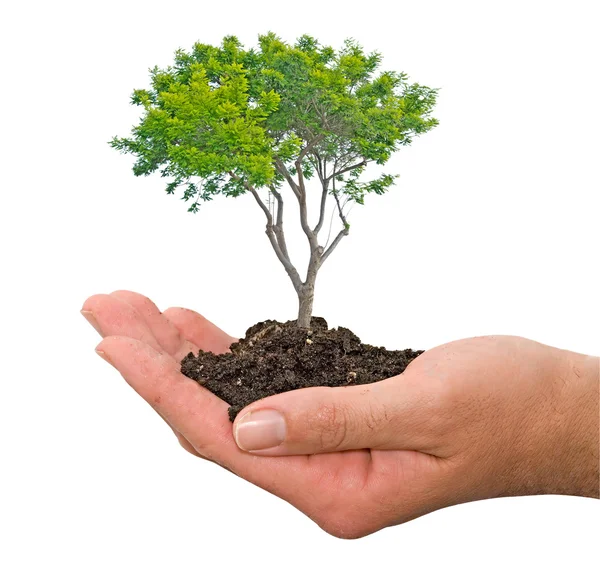 Tree in hands — Stock Photo, Image