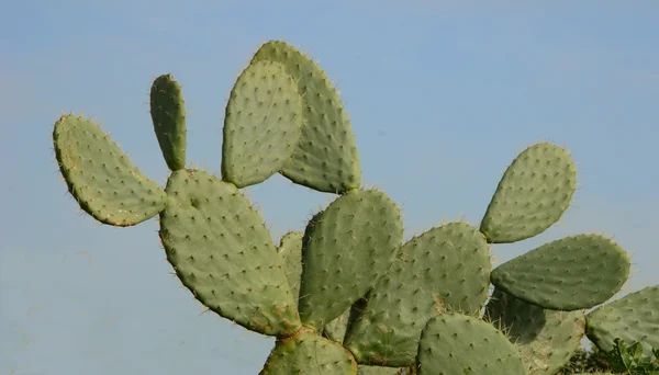 Detailní záběr kaktusy — Stock fotografie