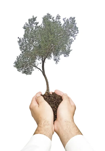 Olive tree in hands as a gift — Stock Photo, Image