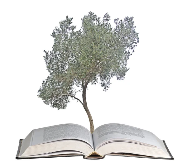 Tree growing from open book — Stock Photo, Image